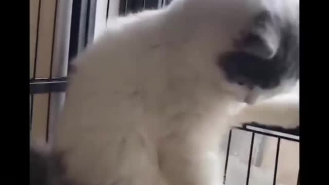 Funny Cat & Part7 Dog Vines compilation Try Not To Laugh Challenge
