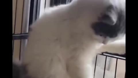 Funny Cat & Part7 Dog Vines compilation Try Not To Laugh Challenge