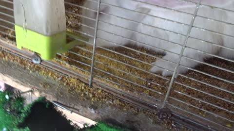 Kut Konijn wurmt zich in Parkieten kooi en vreet andermans voedsel op! De rotzak!