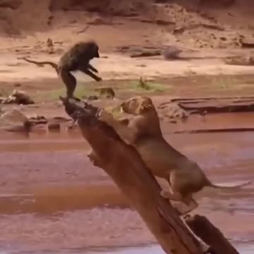 Lion hunting Baboon #shorts