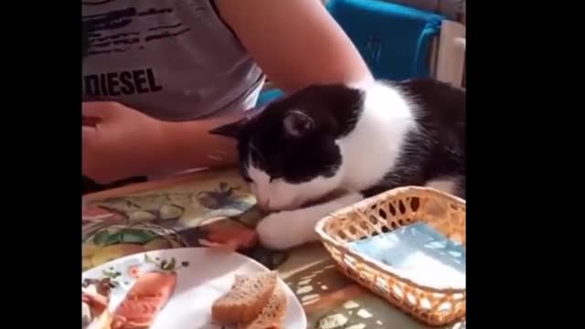 Funniest Cats! Don't try to hold back Laughter