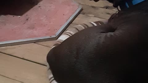 Bully kicks cat out of bed. part 1