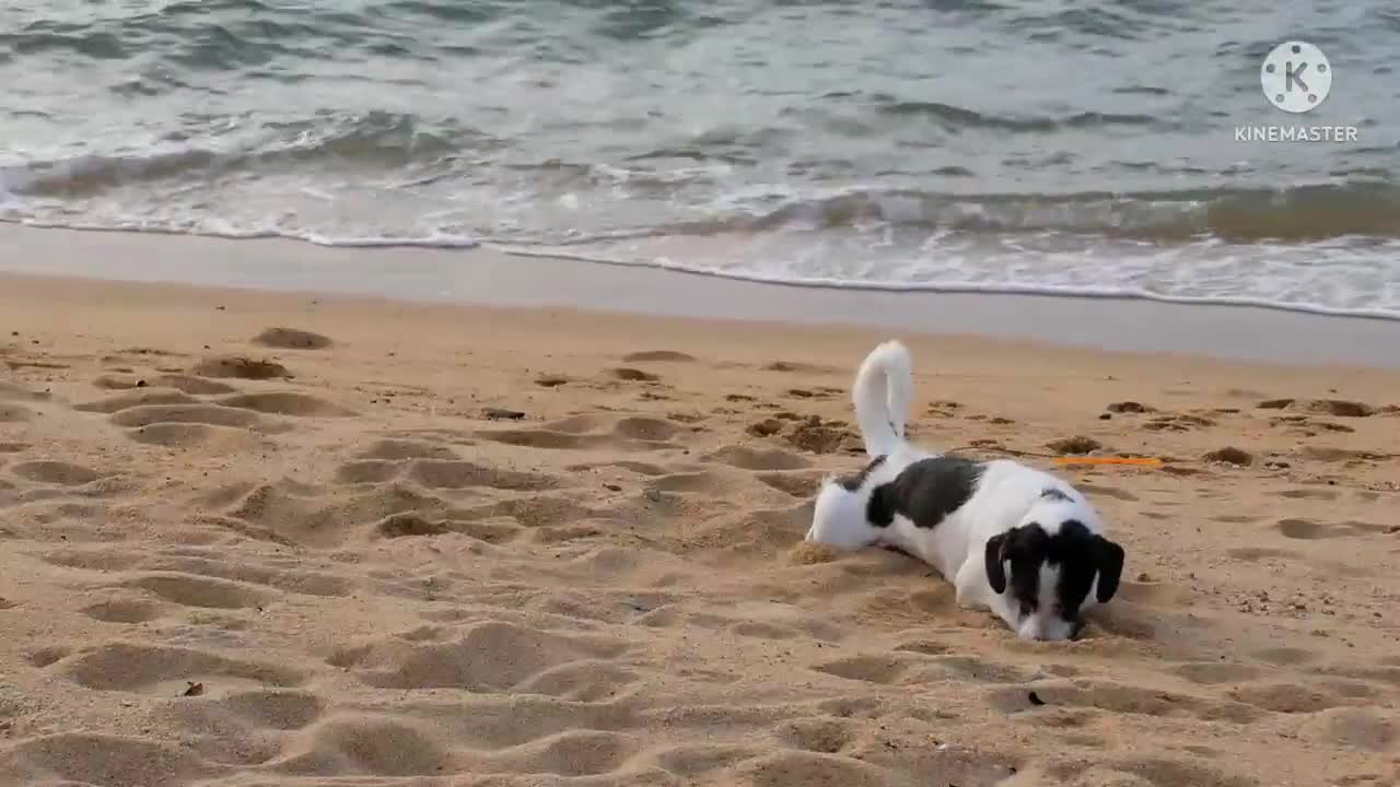 Dog play in sand || animal lover || dog lover