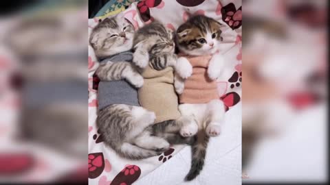 Baby Cats - Cute and Funny Cat Videos Compilation #8 | Aww Animals