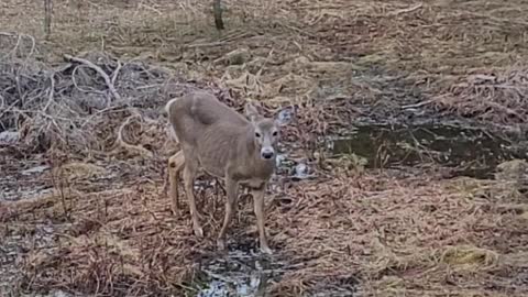 Thirsty Deer