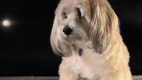 cute dogs | baby dogs | pet dogs | #shorts