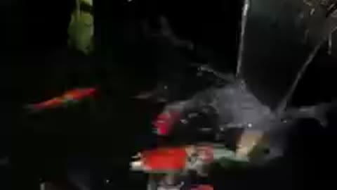 Koi fish pind (38)