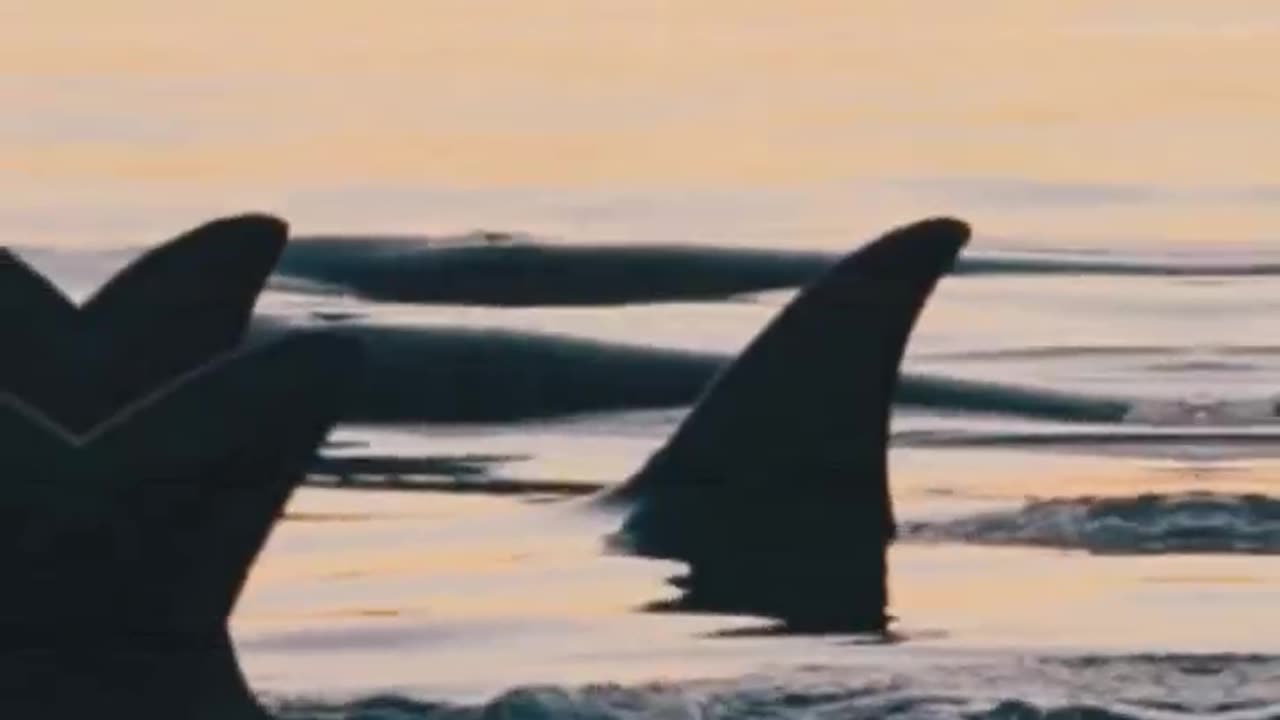 The Supreme Predators of the Ocean: Orcas #ocean #fearless #orca #marine #killerwhales