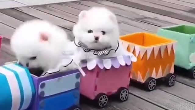 Dogs Funny Videos- Cute Dog Video - Mini Pomeranian Funny Dogs