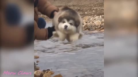 The baby dog ​​is having fun sitting in a chair playing