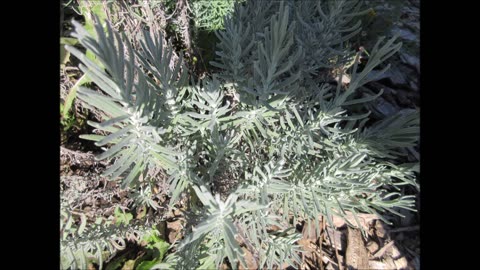 Soothing Fragrance Lavender Aug 2024