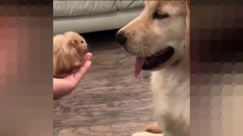 Dog & fluffy communication