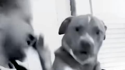 WAIT A MINUTE || DON'T TRY TO LAUGH