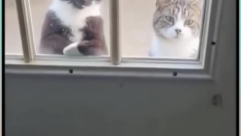 Funny cat videos