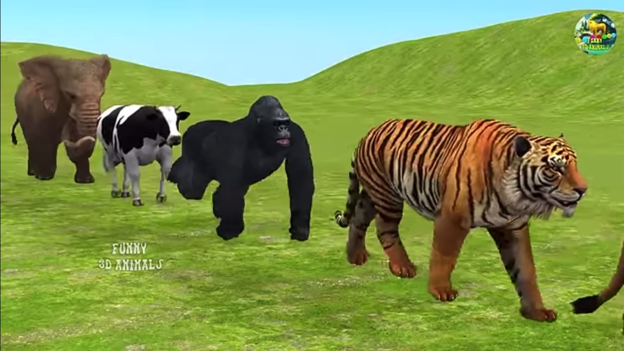 Animal video | chile vidoe