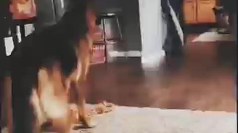 Tha Great dog dance -off