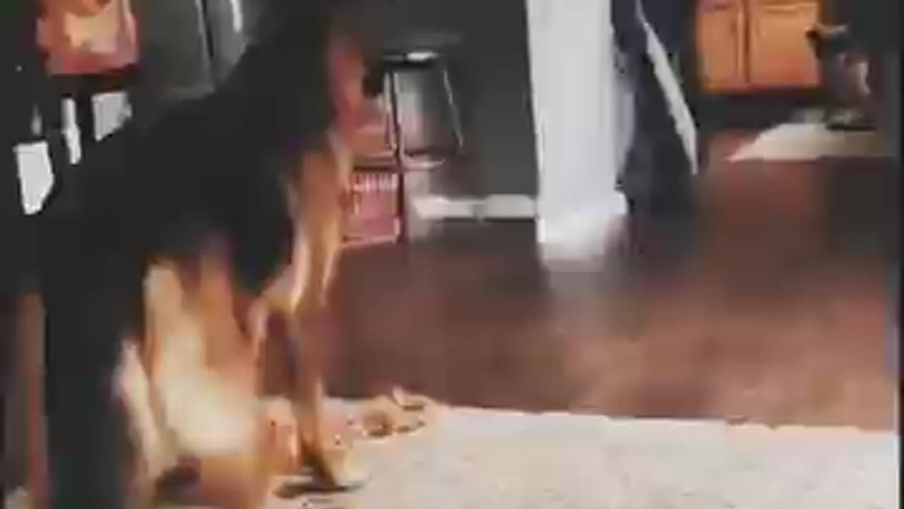 Tha Great dog dance -off