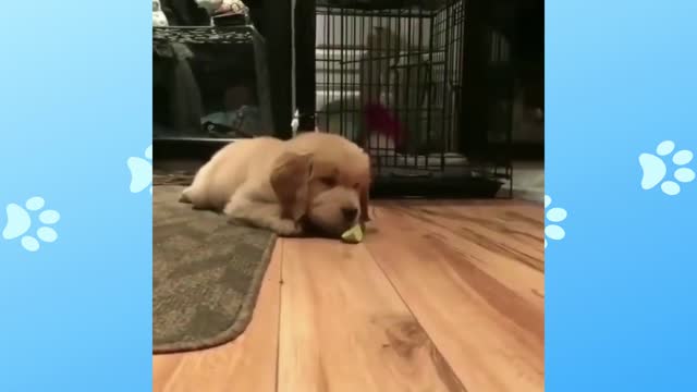 Dog experiencing lemon