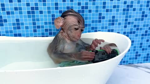 Monkey Baby Bon Bon Bathing In The Bathroom With Eating Watermelon With Ducklings Side Swimming Pool