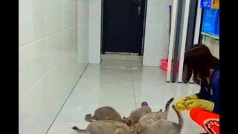 Cats and Dogs Funny Compilations part 2