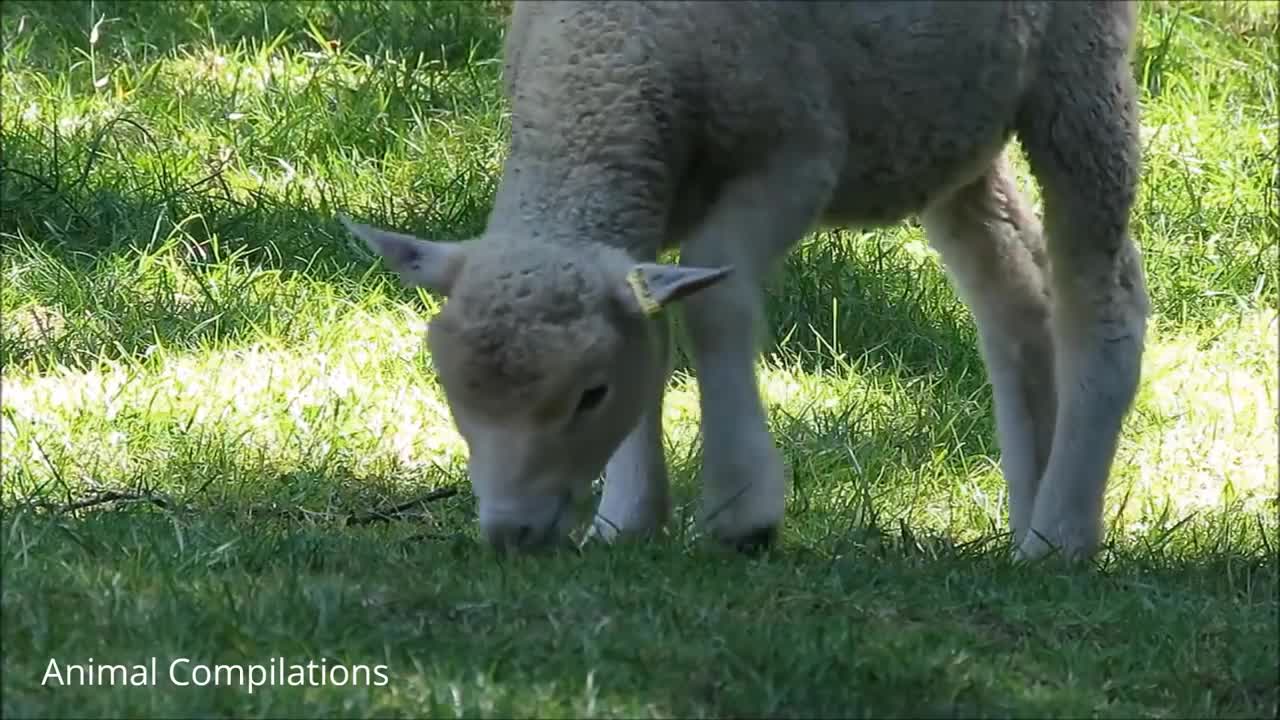 Baby Lamb (Sheep) Goes Baa - CUTEST Compilation