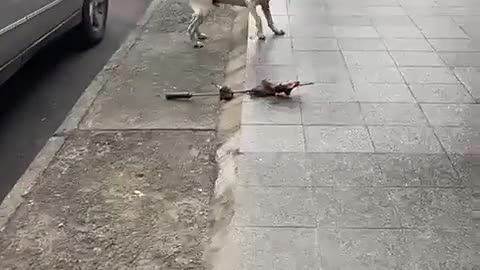 ASSALTO ENGRAÇADO