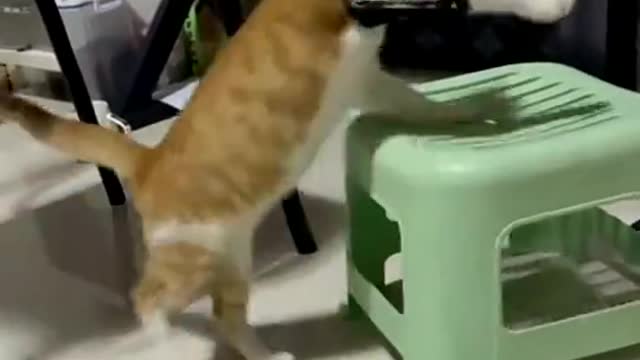 2022 Pet Funny Cute Like Kitty Fight