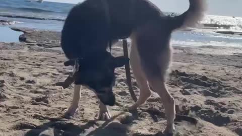 The dog bathes in the sand. Very funny