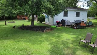 Dog hates the water hose