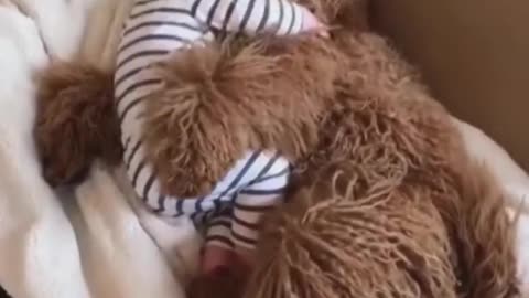 Cute dog video and his best friends