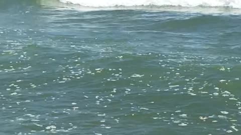 The Gulf