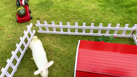 Baby monkey Bon Bon harvest yellow watermelon in the farm and eats it with pretty puppy and rabbit