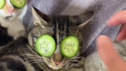 Funny cats in spa😂