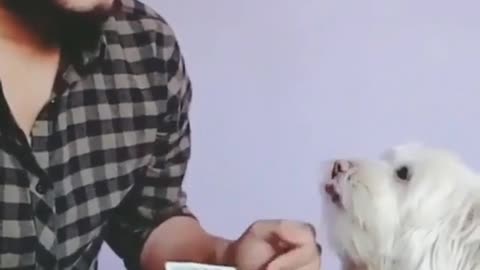 Funny dog counting money 😁