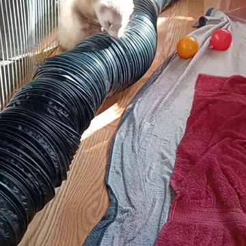 Most chill ferret after a bath!