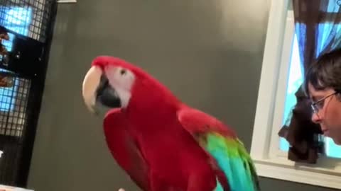 greenwingmacaw