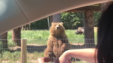 A waving bear demonstrates his catching abilities.