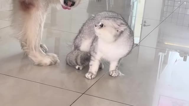 The dog egg is coming again to persuade the fight