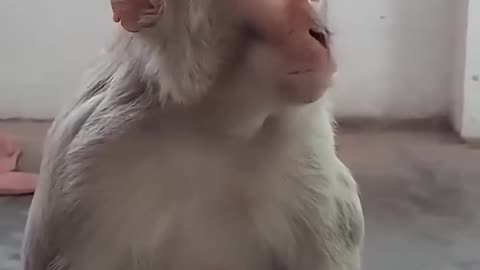 Funny Animals video.