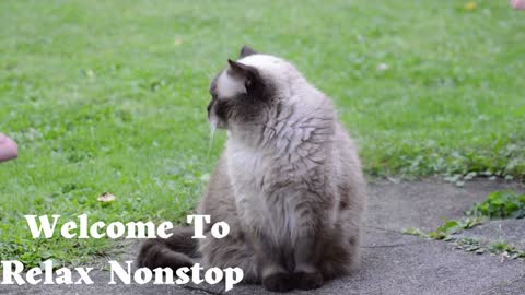 Deep Soothing Music for Anxious ,Calming MUSIC FOR CATS and kittens
