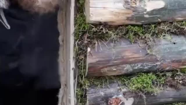 Bushcraft Living In A Dugout #wild #survival #Jungle #cooking