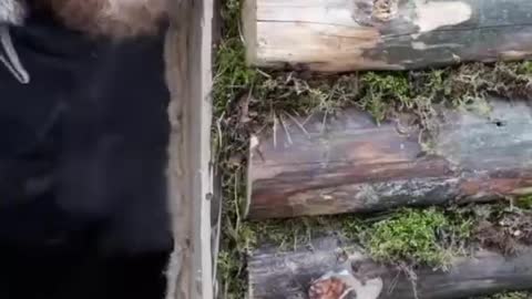Bushcraft Living In A Dugout #wild #survival #Jungle #cooking