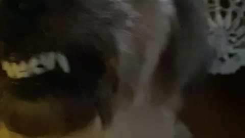my dog ​​doesn't like bathing