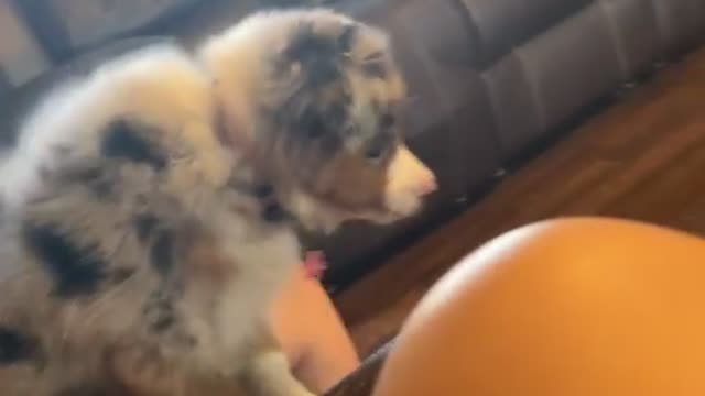 Puppy Pounces on Chihuahua