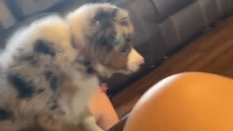 Puppy Pounces on Chihuahua