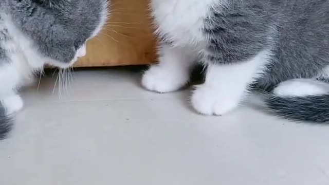 Funny Cat Cleaning Face # shorts