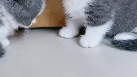 Funny Cat Cleaning Face # shorts