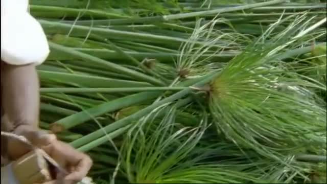 Animal Life on the Shores of the Blue Nile | BBC Earth