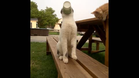 A Thirsty Cat Stuck in the Cup