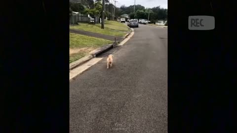 OMG So Cute Cats ♥ Best Funny Cat Videos 2021 # Petslove